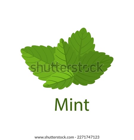 Mint leaves and the inscription mint on a white background. Vector graphics