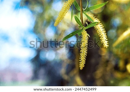 Image, Stock Photo first willow catkin Catkin