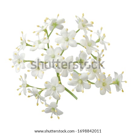 Image, Stock Photo Elder bush Branch