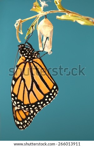 Monarch butterfly hanging on his chrysalis with a blue background