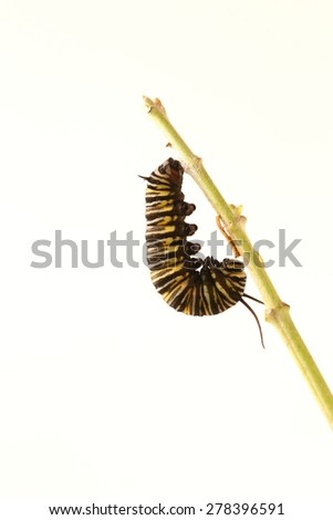 Monarch butterfly caterpillar hanging from a branch just before making his chrysalis on a white background.