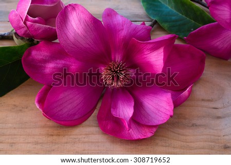 A breathtaking pink magnolia opens to reveal its inner beauty. This would be a lovely photo for greeting cards, magazines, advertisements, posters, signs, or any other creative idea or concept.