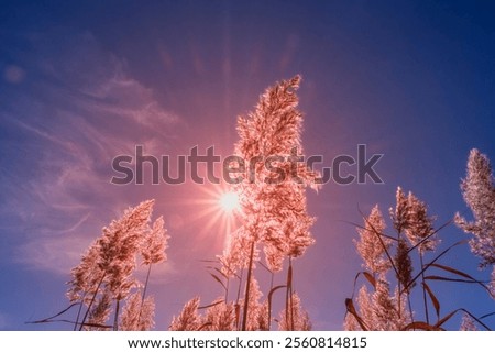 Similar – Image, Stock Photo Flowering grass backlit