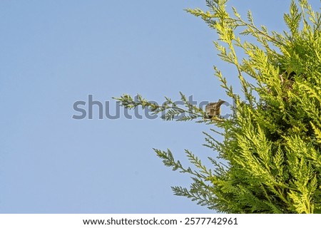 Similar – Foto Bild Hochsitz auf einer Lichtung im Harz