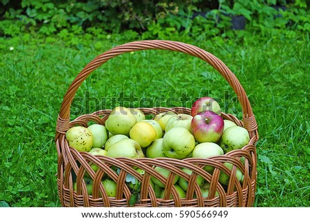 Wicker basket with green apples on a grass background. Disease scab Venturia inaequalis Zdjęcia stock © 