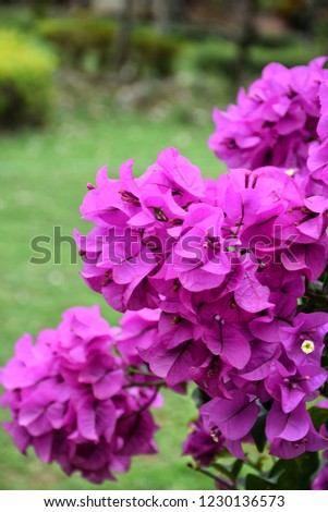 free photos beautiful magenta bougainvillea flowers in garden paper flower scientific name
