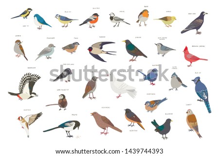 garden birds vector hand drawn illustrations set