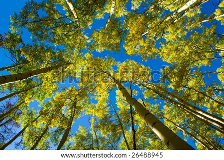 A canopy of yellow aspen leaves against a brilliant blue sky on Ptarmigan Mountain, Colorado.