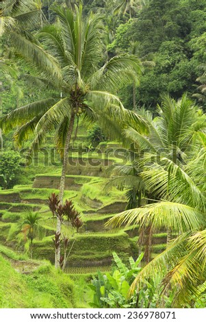Rice fields in Bali Island in Ubud, Bali, Indonesia