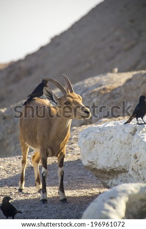 Birds eating parasites from Ibex.Cleaning behaviour of birds on the back of a large Nubain ibex .Dead Sea,Israel.Cleaning symbioses exist between birds and mammals