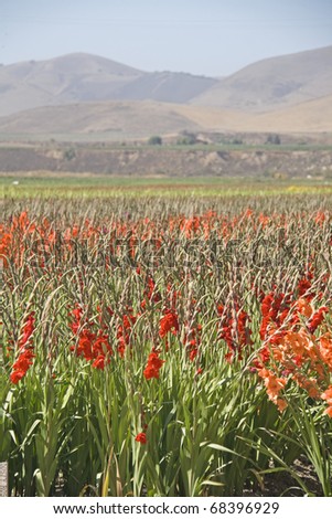 Gladiolus being grown for commercial market