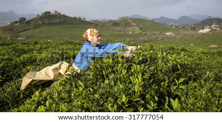 MOC CHAU, VIETNAM - NOV 23: worker harvesting tea in plantation in Da Lat, Vietnam.On Nov 23, 2014. Da lat is one of the best tourism city in Vietnam.