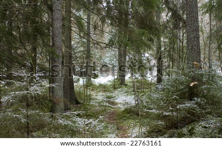 Nordic forest