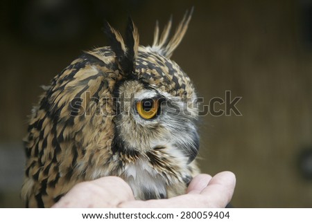 Close up of an owls face,Derbyshire,UK.taken 17/10/2012