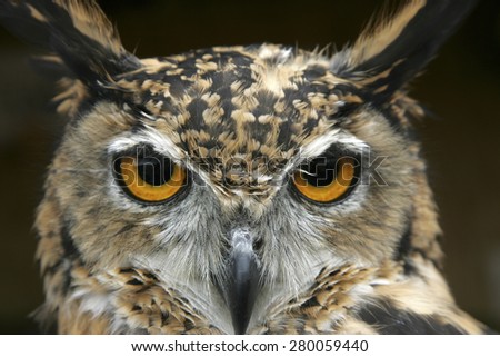 Close up of an owls face,Derbyshire,UK.taken 17/10/2012