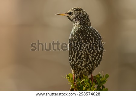 Common Starling /Sturnus vulgaris/, also known as the European Starling or just Starling.