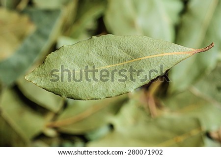 overhead view of bay leaf macro. Organic food