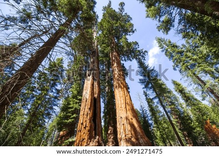 Similar – Foto Bild Mammutbaum (Sequoia) Natur