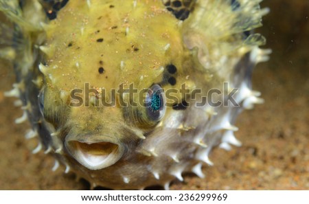 inflated puffer fish at Anilao, Phillipines