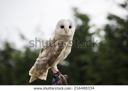 Perched Barn Owl