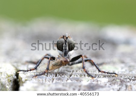 robber fly sucking out an insect it caught