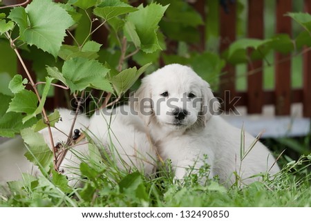 Golden retriever puppy resting in the shade on a summer day