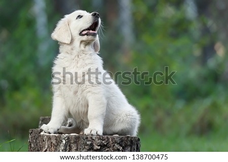 Puppy golden retriever on a birch tree stump on a summer day