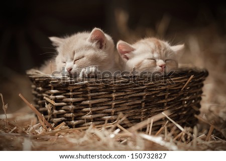 Two kittens sleeping in a basket on hay in the barn