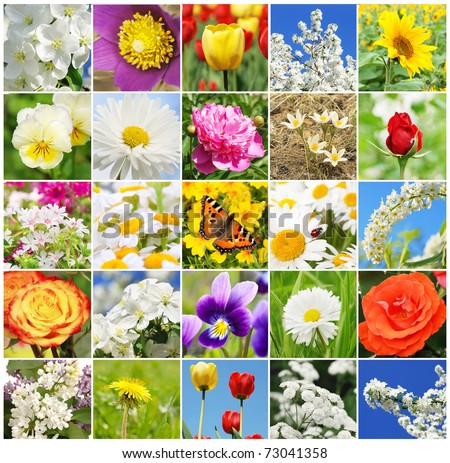 Collage From Different Beautiful Flowers Stock Photo 73041358 ...