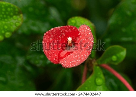 Similar – Image, Stock Photo Small star shaped water plants (water star) on still murky water reflecting trees