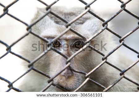 monkey eye  sad expression in a cage in zoo