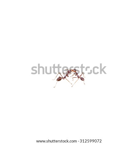 Red Ant are fighting on white background with clipping path