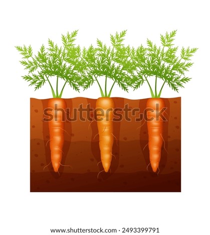 Carrot in the garden. Carrots growing in soil. Vector illustration.