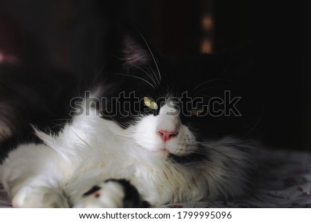 Image, Stock Photo curious tuxedo maine coon kitten  on yellow background