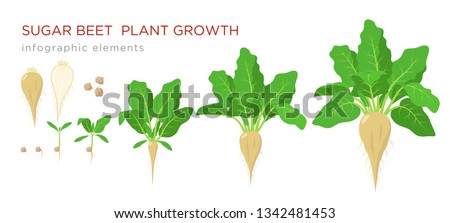 Sugar beet plant growth stages infographic elements. Growing process of sugar beet from seeds, sprout to mature plant with ripe fruit and roots, vector illustration isolated on white background.