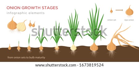 Onion plant growing stages from onion sets to ripe onion - second year development of onion seeds - set of botanical detailed infographic elements, vector illustrations isolated on white background.