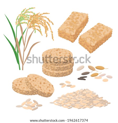 Puffed rice and popped rice food, cakes, rice heap and plant. Set of vector illustrations isolated on white background.