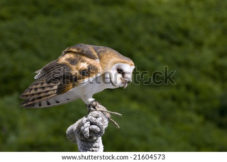 A barn owl perched on a stand ready to take flight