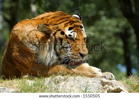 Tiger cleaning its paw