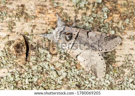 Poplar kitten moth (furcula bifida). Night butterfly of the family Notodontidae, resting on a trunk with lichens. Horizontal format. Spain. Imagine de stoc © 