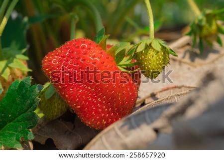Strawberry being grown on ground in garden.