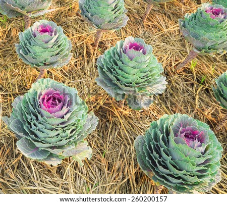 Background wallpaper of purple ornamental cabbage in countryside garden. northern Thailand.
