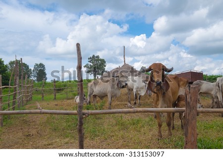 The group of cow in farm at a rural Thailand. Agricultural concept.