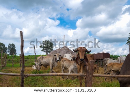 The group of cow in farm at a rural Thailand. Agricultural concept.