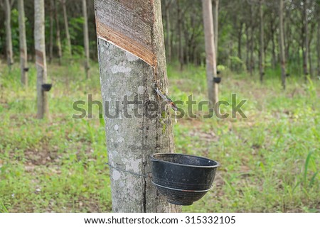 Latex rubber trees plantation in tropical forest, Thailand, Asia.
