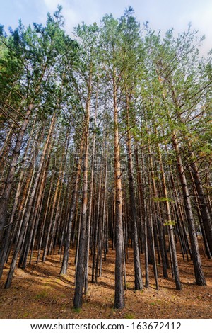 Siberian Pine Tree Forest at the beginning of Autumn. Ground scattered with pine cones and dry needles.