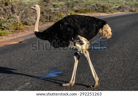 Ostrich walking along the road of the Cape of Good Hope, South Africa.