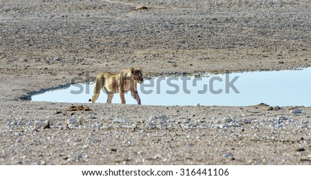 Lion following a hunt in the Etosha National Park, Namibia.