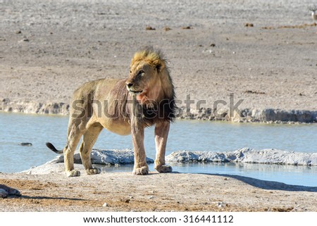 Lion following a hunt in the Etosha National Park, Namibia.