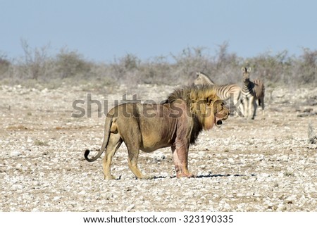 Lion stalking zebra in the Etosha National Park, Namibia.